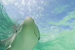 Images Dated 10th May 2005: Bottlenose Dolphins (Tursiops truncatus) Caribbean Sea near Roatan, Honduras