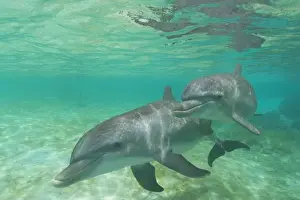 Images Dated 12th May 2005: Bottlenose Dolphins (Tursiops truncatus) Caribbean Sea near Roatan, Honduras
