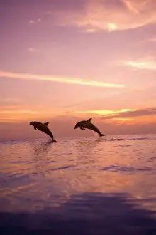 Images Dated 8th May 2005: Bottlenose Dolphins (Tursiops truncatus) Caribbean Sea near Roatan, Honduras