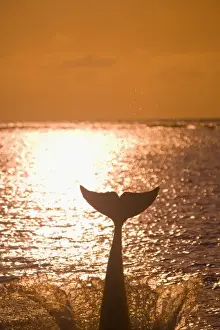 Bottlenose Dolphins (Tursiops truncatus) Caribbean Sea near Roatan, Honduras
