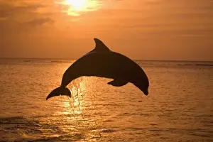 Images Dated 10th May 2005: Bottlenose Dolphins (Tursiops truncatus) Caribbean Sea near Roatan, Honduras