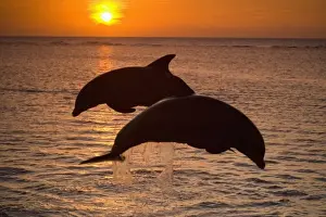 Images Dated 10th May 2005: Bottlenose Dolphins (Tursiops truncatus) Caribbean Sea near Roatan, Honduras