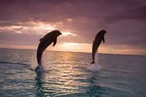 Bottlenose Dolphins (Tursiops truncatus) Caribbean Sea near Roatan, Honduras