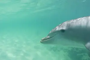 Images Dated 10th May 2005: Bottlenose Dolphins (Tursiops truncatus) Caribbean Sea near Roatan, Honduras