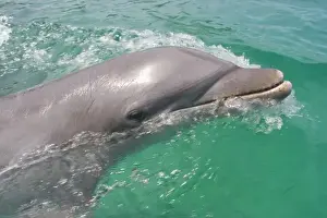 Images Dated 11th May 2005: Bottlenose Dolphins (Tursiops truncatus) Caribbean Sea near Roatan, Honduras