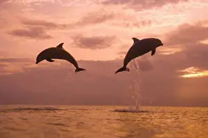 Images Dated 12th May 2005: Bottlenose Dolphins (Tursiops truncatus) Caribbean Sea near Roatan, Honduras (RF)
