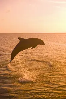 Images Dated 8th May 2005: Bottlenose Dolphins (Tursiops truncatus) Caribbean Sea near Roatan, Honduras