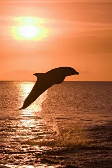 Images Dated 28th April 2004: Bottlenose Dolphins (Tursiops truncatus) Caribbean Sea (RF)