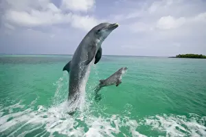 Images Dated 27th April 2004: Bottlenose Dolphins (Tursiops truncatus) Caribbean Sea (RF)