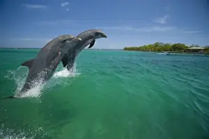 Bottlenose Dolphins (Tursiops truncatus) Carribean Sea near Roatan, Honduras