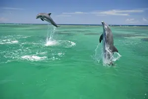 Images Dated 10th May 2005: Bottlenose Dolphins (Tursiops truncatus) Carribean Sea near Roatan, Honduras