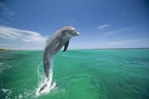 Bottlenose Dolphins (Tursiops truncatus) Carribean Sea near Roatan, Honduras (RF)