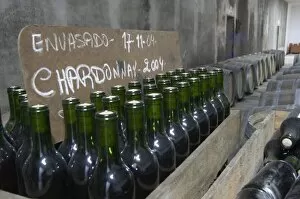 Images Dated 18th August 2005: Bottles of Chardonnay 2004 standing in wooden crates. Bodega Plaza Vidiella Winery