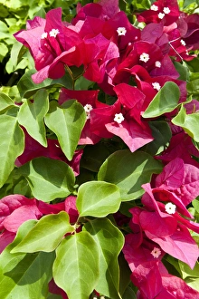 Midway Prints: Bougainvillea
