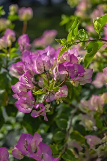 Floral And Botanical Prints: Bougainvillea