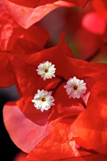 Shrub Prints: Bougainvillea