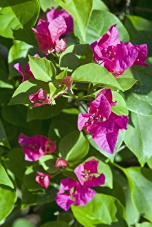 Images Dated 19th November 2008: Bougainvillea, Antigua, West Indies, Caribbean, Central America