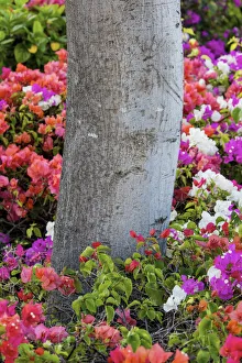 Maui Prints: Bougainvillea flowering, Kihei, Maui, Hawaii