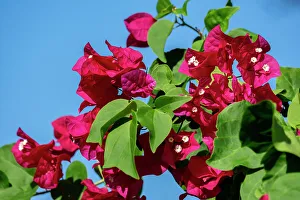 Shrub Prints: Bougainvillea plant