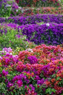 Bougainvillea in tropical garden