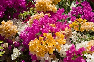 Images Dated 30th March 2006: Bouganvilleau, Cayman Brac, Cayman Islands, Caribbean