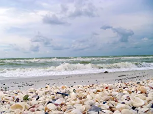 Images Dated 3rd September 2020: Bounty of Shells on Beaches of Sanibel Island, Florida, USA