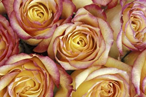 Bouquet Prints: Bouquet of roses