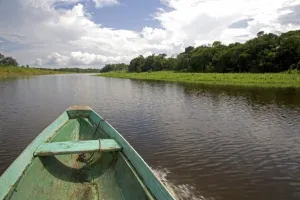 Amazonia Prints: The bow of a dugout canoe on the Arasa River in the Amazon jungle near Manaus, Brazil