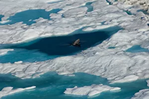 Images Dated 25th July 2006: bowhead whale, Balaena mysticetus, poking up from multi-layer ice (fresh water pans