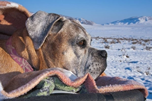 Adventure Prints: Boxer viewing snow scape