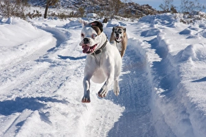 Boxers running in snow, California