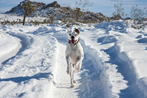 Adventure Prints: Boxers running in snow, California