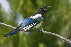 Copy Space Prints: Bozeman, Montana, USA. Black-billed magpie vocalizing
