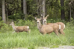 Buck Prints: Bozeman, Montana, USA. Two male and one female mule deer beside a rural road