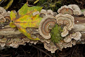 Kristin Piljay Prints: Bracket fungus Trametes versicolor on log in Sechelt, British Columbia
