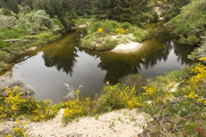 Florence Prints: A brackish creek runs through the coastal dunes in Florence, Oregon