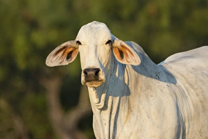 Images Dated 29th September 2015: Brahma Cow