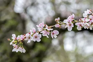 Images Dated 3rd September 2019: Branch of cherry blossoms, USA