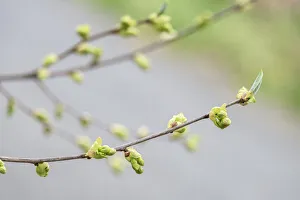 Dogwood Prints: Branch of dogwood tree, USA