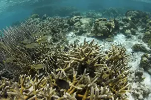 Fish Prints: Branched Finger Coral (Porites porites) forma furcata & French Grunt (Haemulon flavolineatum)