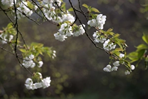 Beginning Prints: Branches of Flowering Tree in Spring