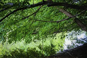 Anna Miller Prints: Branches over water, Whitewater Memorial State Park, Indiana, USA