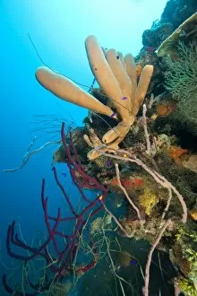 Images Dated 8th March 2007: Branching Vase Sponge (Callyspongia vaginalis), Caribbean Scuba Diving, Roatan, Bay Islands