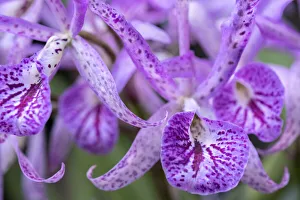 Prints of Brassanthe, Orchid, Maikai Images Dated 2021 February: Brassanthe, Orchid, Maikai