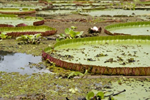Images Dated 27th March 2013: Brazil, Amazon, Valeria River, Boca da Valeria. Giant Amazon lily pads