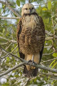 Images Dated 19th March 2020: Brazil, Pantanal. Black-collared hawk in tree. Credit as
