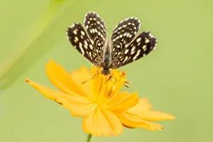 Prints of Brazil, Pantanal. Butterfly on flower. Credit as: Cathy and Gordon Illg / Jaynes Gallery / DanitaDelimont.com Images Dated 2020 March: Brazil, Pantanal. Butterfly on flower. Credit as: Cathy & Gordon Illg / Jaynes Gallery /