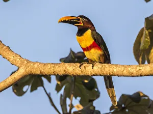Images Dated 16th July 2020: Brazil, Pantanal. Chestnut-eared aracari bird. Credit as
