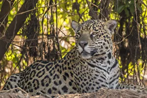 Prints of Brazil, Pantanal. Close-up of jaguar. Credit as: Cathy and Gordon Illg / Jaynes Gallery / DanitaDelimont.com Images Dated 2020 March: Brazil, Pantanal. Close-up of jaguar. Credit as: Cathy & Gordon Illg / Jaynes Gallery /