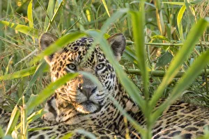 Images Dated 19th March 2020: Brazil, Pantanal. Close-up of jaguar. Credit as: Cathy & Gordon Illg / Jaynes Gallery /